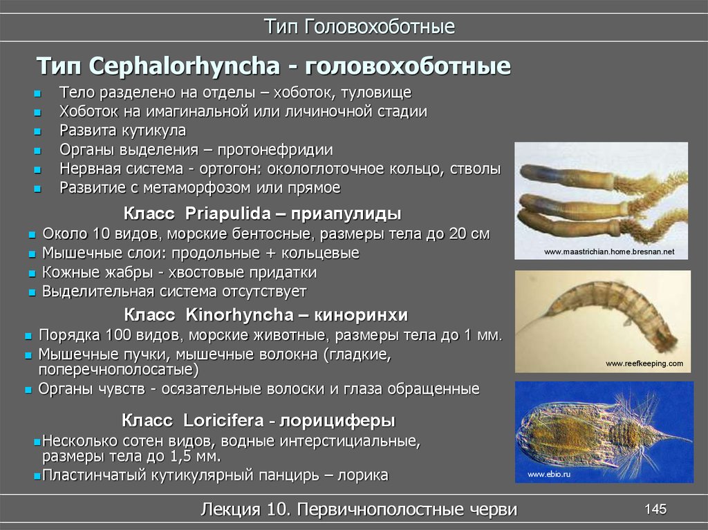 Тело разделено на. Тип Головохоботные. Первичнополостных червей. Систематика первичнополостных червей.