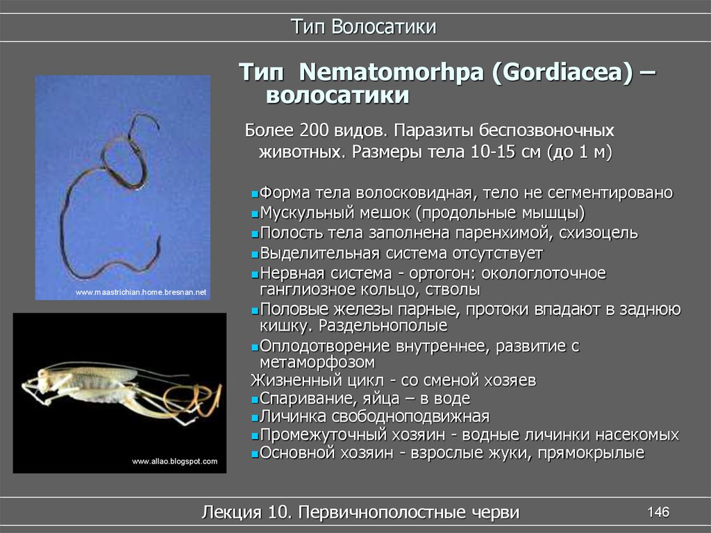 Строение внутренних паразитов. Червь паразит волосатик. Круглые черви класса Nematomorpha (волосатики). Волосатики черви паразиты.
