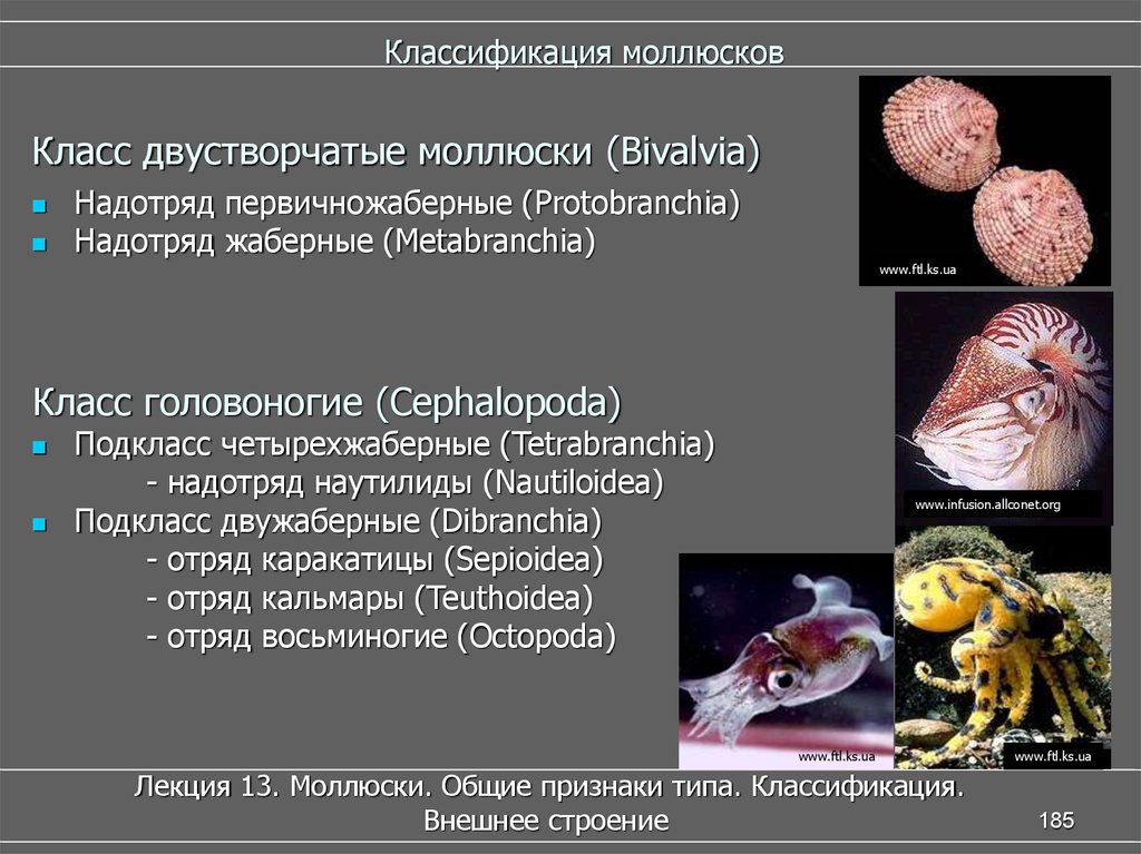Класс двустворчатые и головоногие. Головоногие моллюски систематика. Классификация моллюски 7 класс биология. Схема классификации типа моллюски. Брюхоногие моллюски классификация.