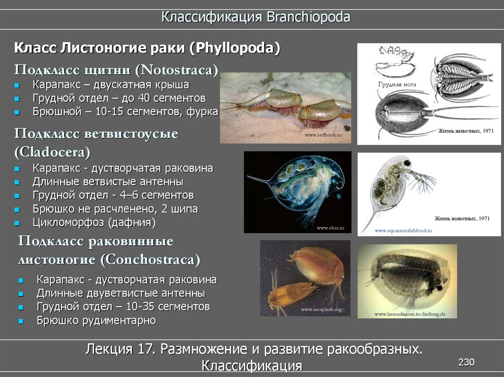 Рак относится к классу. Листоногие рачки. Листоногие ракообразные представители. Щитни ракообразные. Отряд Листоногие представители.