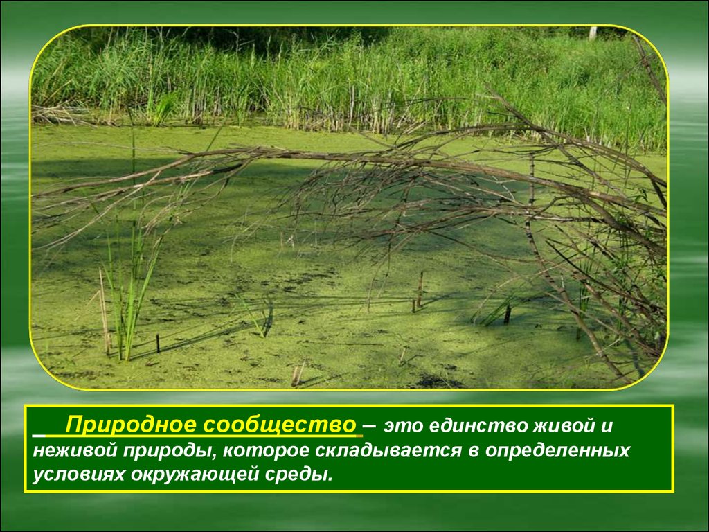 Как в 30 годах называли болото. Сообщество болота. Болто природное сообществ. Природное сообщество болото. Презентация на тему болото.
