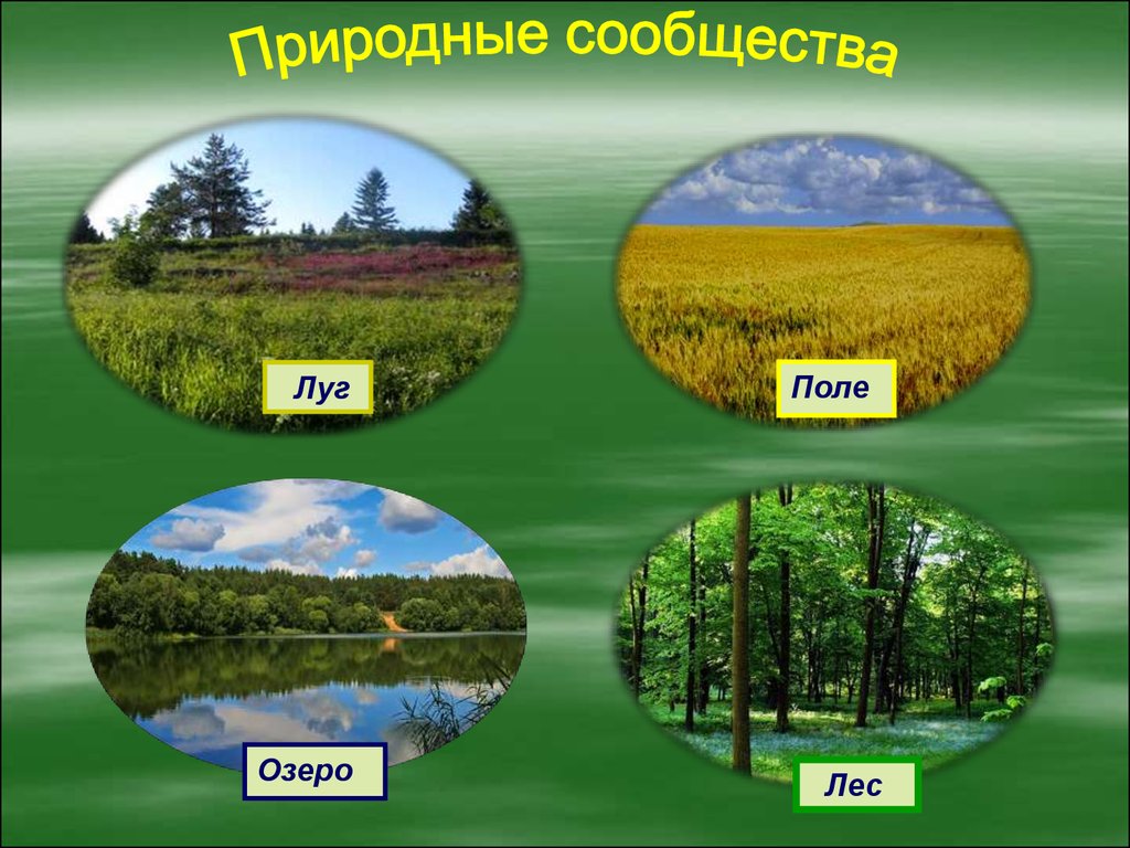 Примеры природных сообществ 3 класс