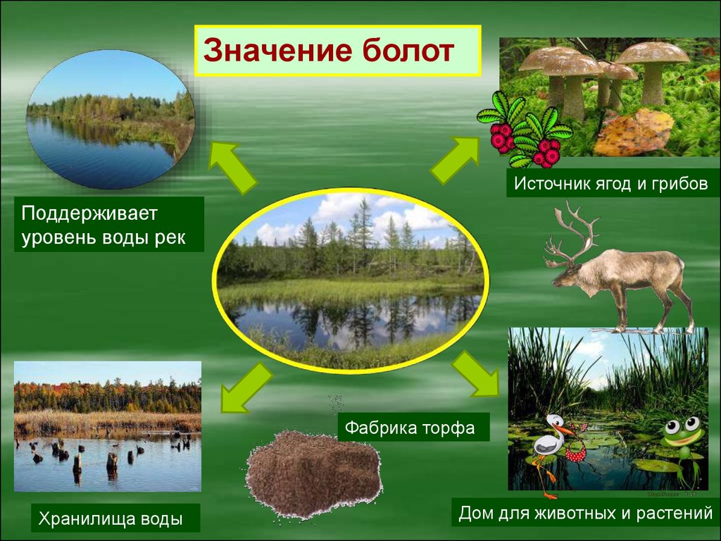 Значение водоема в природе. Обитатели природных сообществ. Природное сообщество болото. Изображение природных сообществ. Природное сообщество с его обитателями.