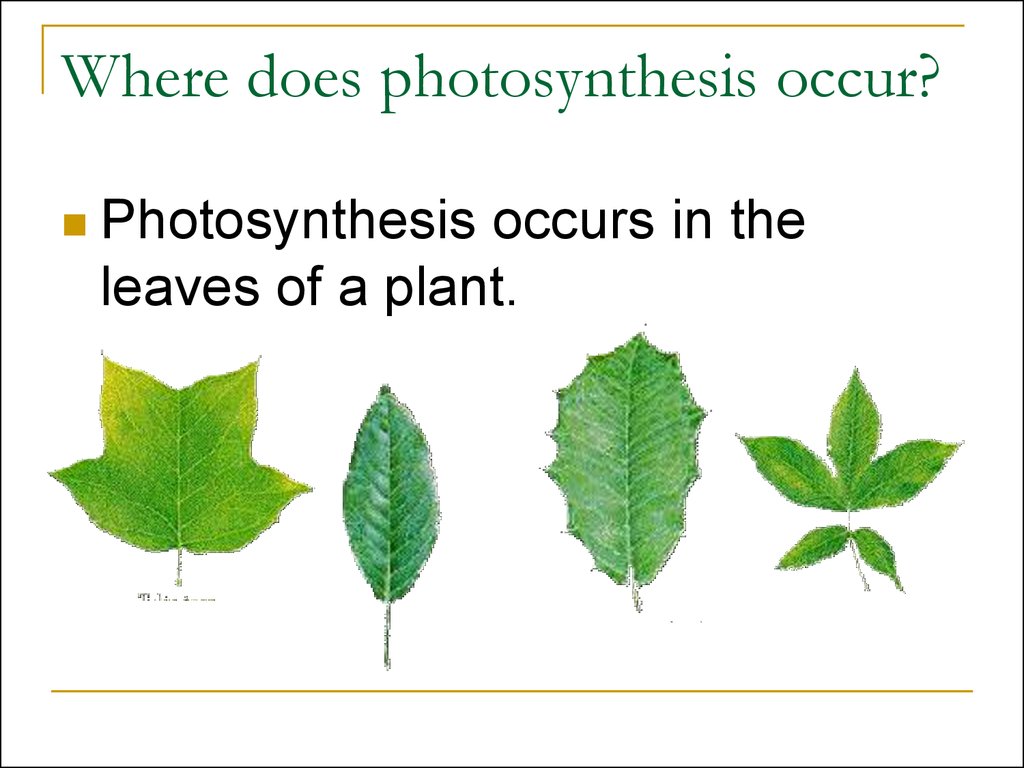 Photosynthesis Grade 3 Photosynthesis Grade 3