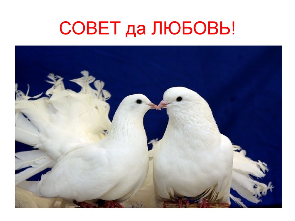 2 голубей. Пара голубей. Пара белых голубей. Белые голуби любви. Свадебные голуби.