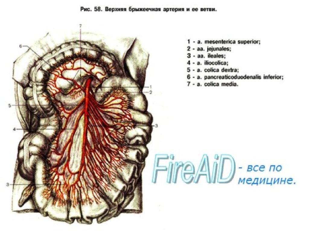 Брыжеечная артерия. Ветви верхней брыжеечной артерии. Чревный ствол и верхняя брыжеечная артерия. Хирургическая анатомия верхней брыжеечной артерии a.mesenterica Superior. Топография верхней брыжеечной артерии.