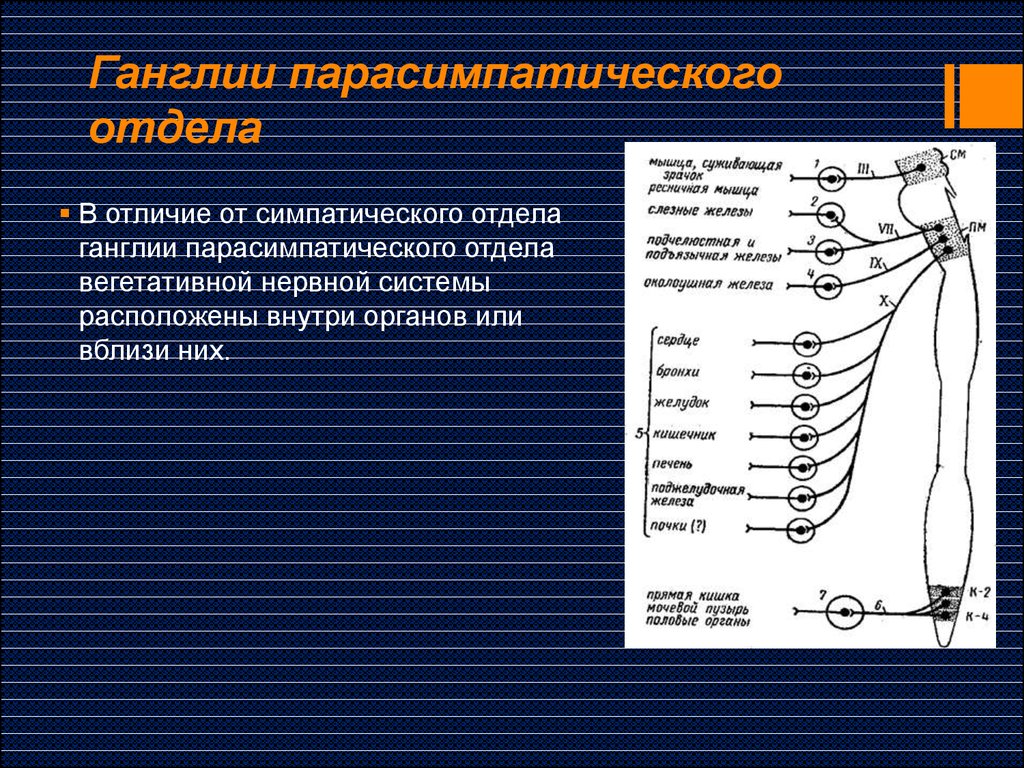 Вегетативная нервная система регулирует