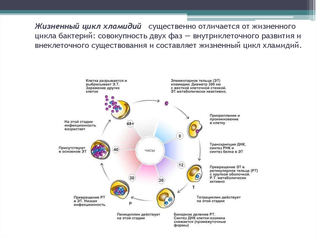 Жизненный цикл хламидий схема