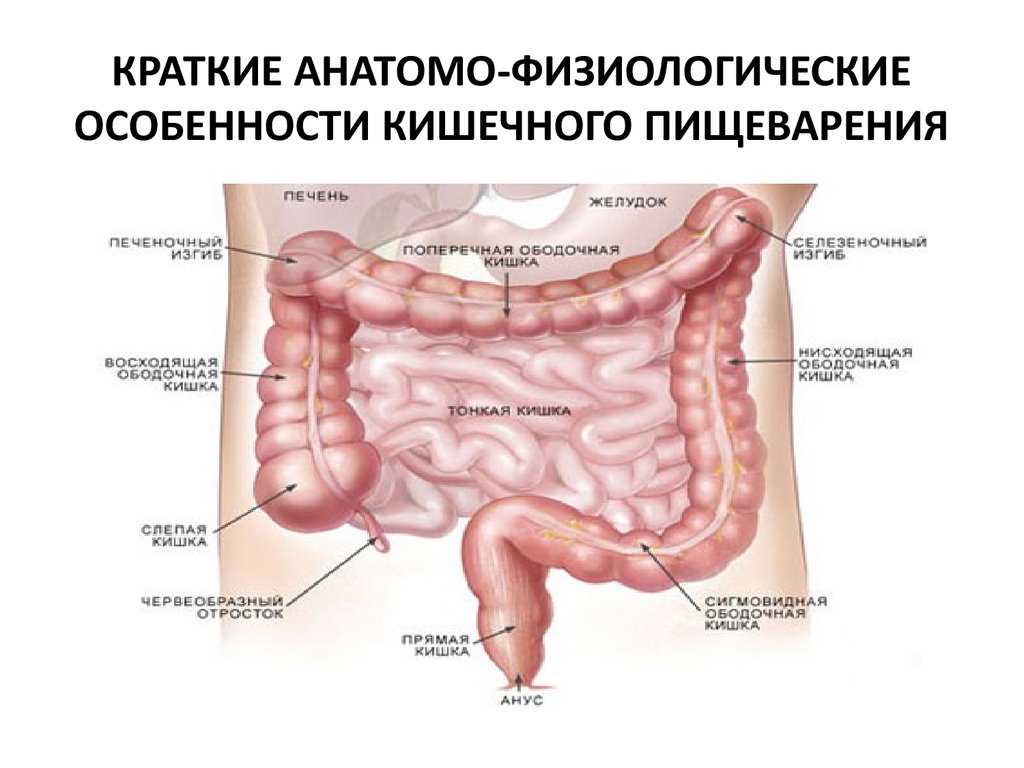 Толстая кишка человека функции. Ободочная толстая кишка анатомия. Афо строения кишечника. Кишечник анатомия подвздошная кишка.