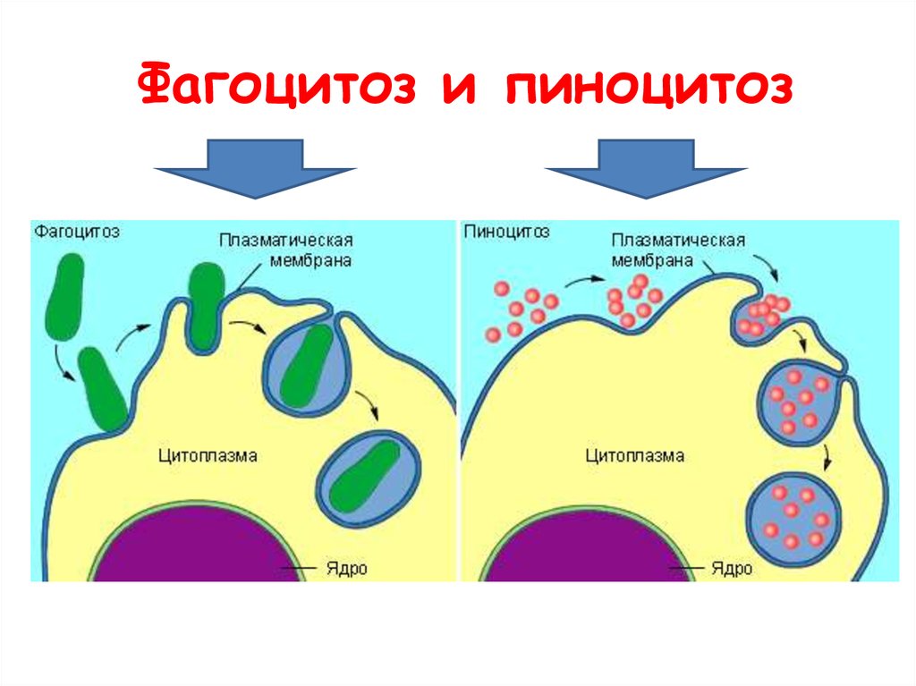 Захват мембраной клетки твердых частиц. Схема фагоцитоза и пиноцитоза. Пиноцитоз клеточной мембраны. Эндоцитоз и пиноцитоз. Схема фагоцитоза клетки.