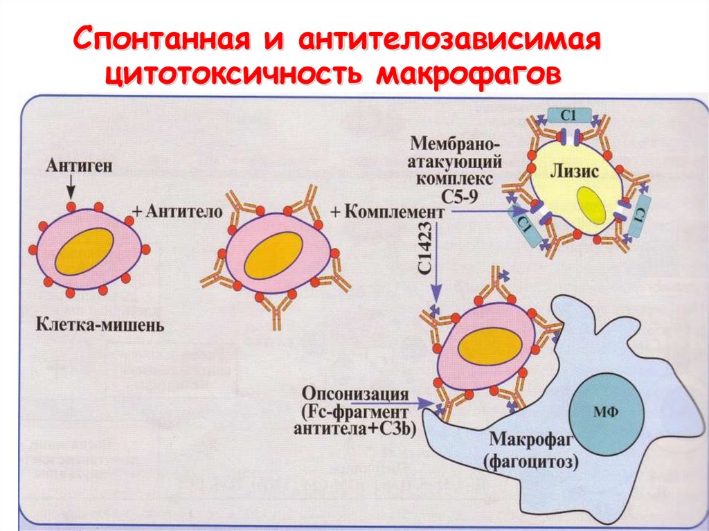 Характер клеток. Антителозависимая клеточная цитотоксичность схема. Схема АЗКЦ иммунология. Механизмы цитотоксической активности макрофагов. Цитотоксичность иммунология.