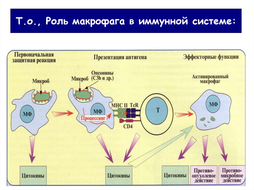 Роль макрофагов. Макрофаги в эффекторной фазе иммунного ответа.. Эффекторные клетки врожденного иммунитета. Роль макрофагов в иммунном ответе. Функции макрофагов в процессе иммунного ответа.