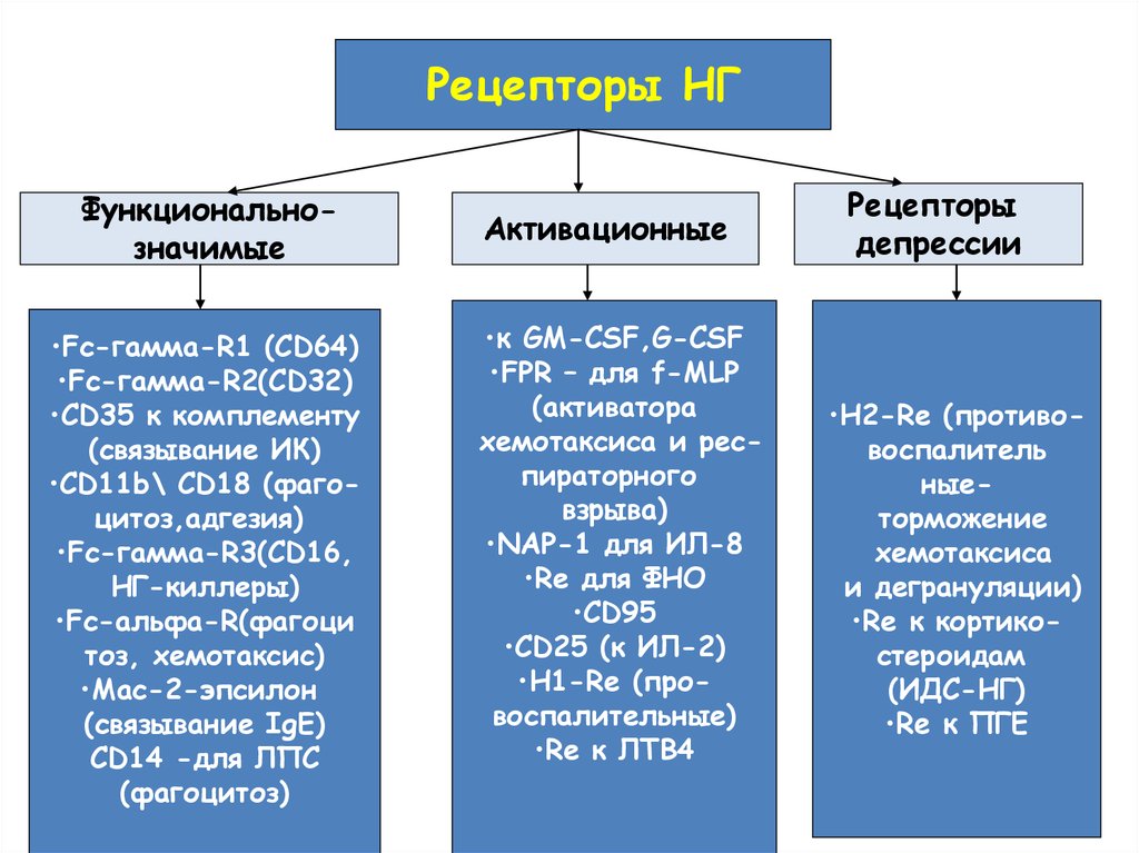 Функционально значимый. Рецепторы клеток врожденного иммунитета. Хемотаксис рецепторы. Активатор рецепторов врожденного иммунитета фармакология. Характеристика NК-клеток:.