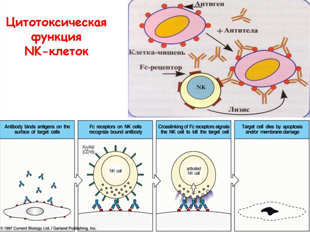 Действия клетки. NK клетки иммунология. NK-клетки (нормальные киллеры). Функция естественных клеток-киллеров (NK-клеток):. НК клетки функции.