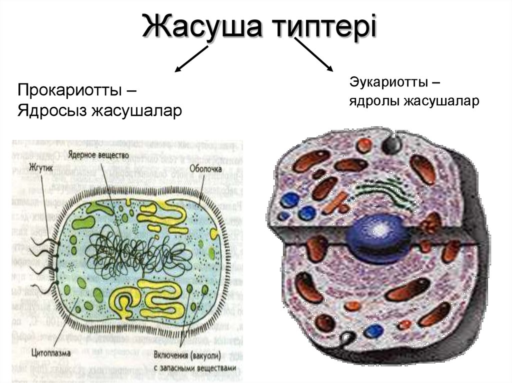 Жасушаның құрылысы фото