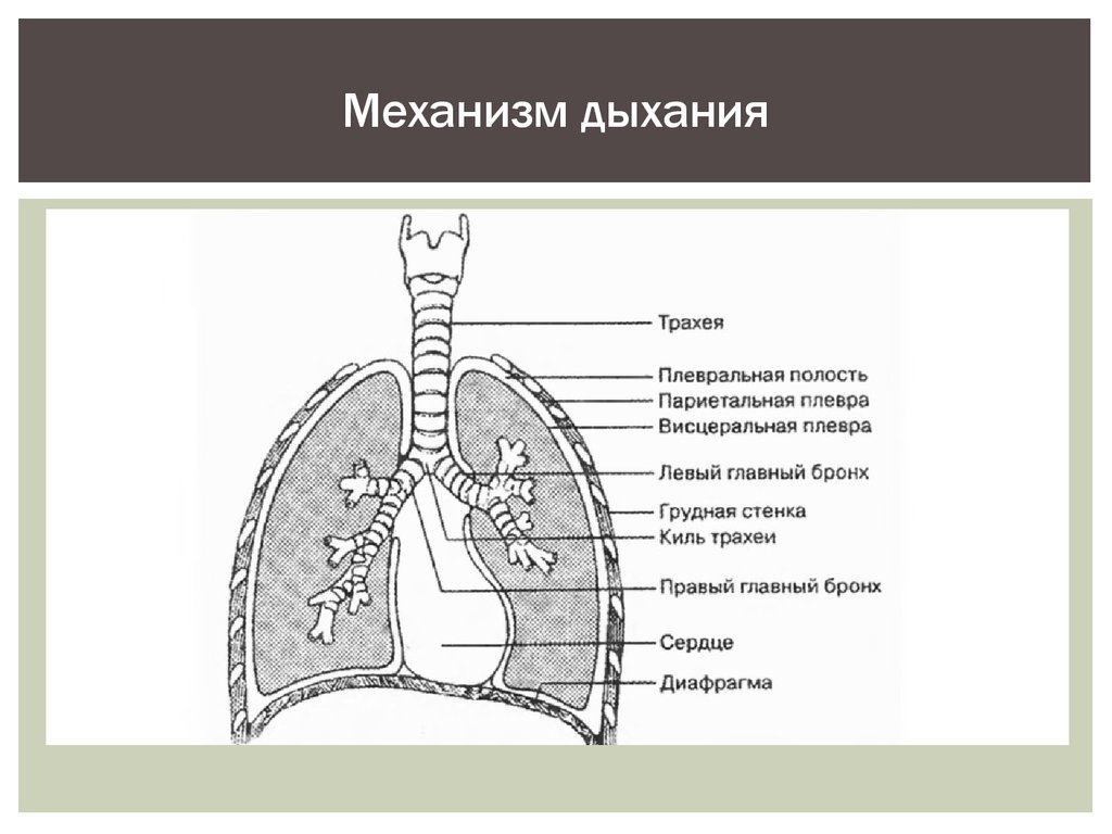 Органы плевральной полости. Дыхательная система трахея анатомия человека. Механизм легочного дыхания схема. Схема строения плевральной полости. Дыхательная система плевральная полость.