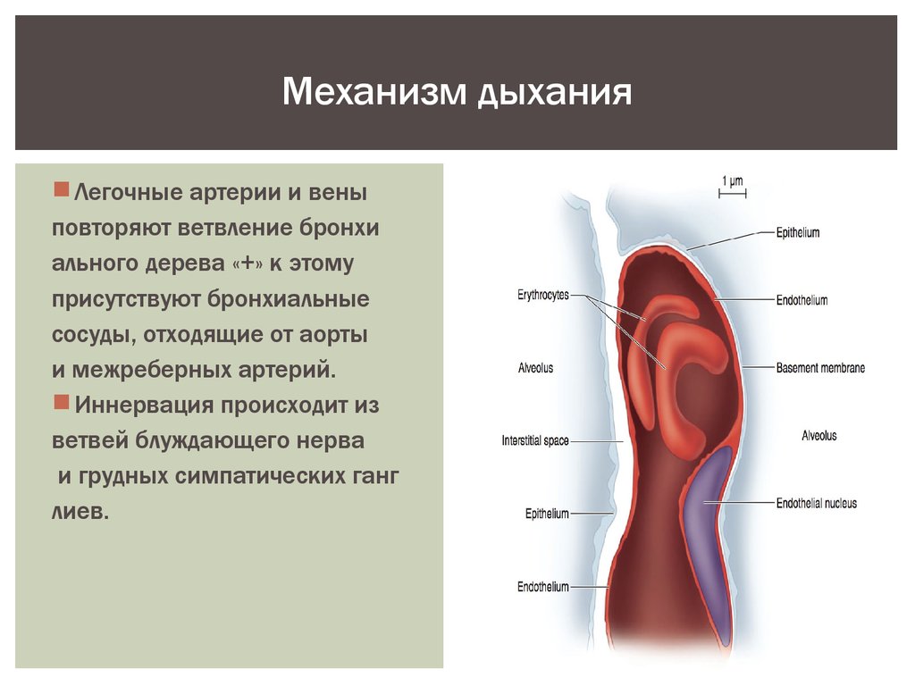 Механизм дыхания. Дыхательная артерия. Механизм дыхания анатомия. Ветвление легочной артерии.