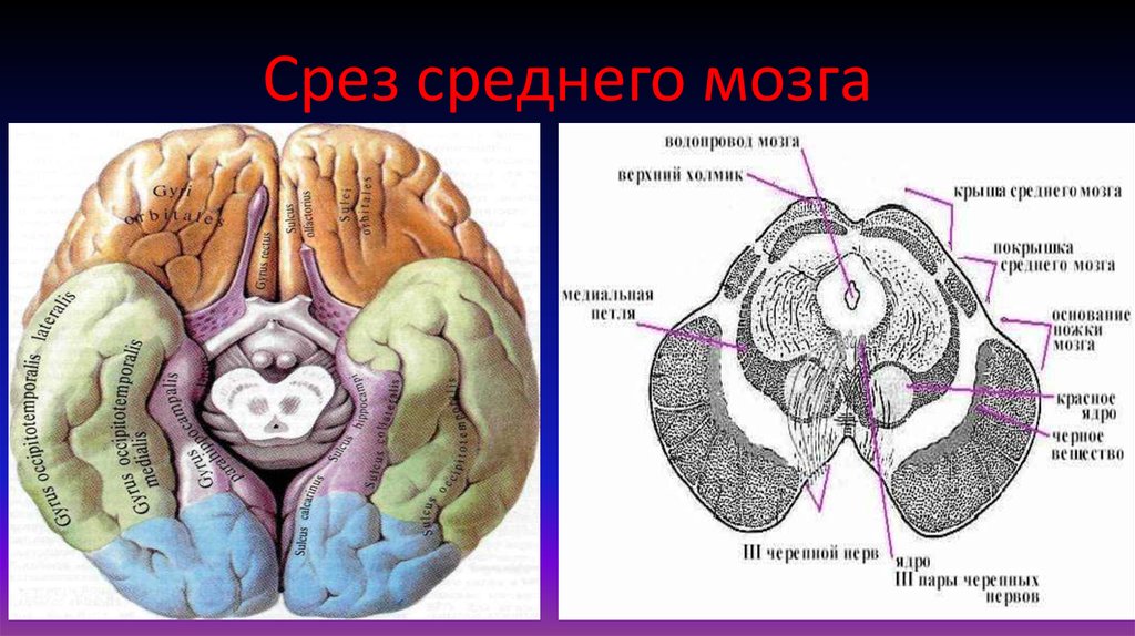 Средний мозг срез схема