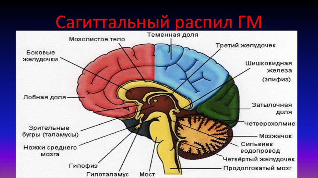 Головной мозг человека включает. Отделы головного мозга на сагиттальном срезе. Сагиттальный срез головного мозга структуры. Отделы головного мозга на сагиттальном разрезе. Строение головного мозга Сагиттальный разрез.