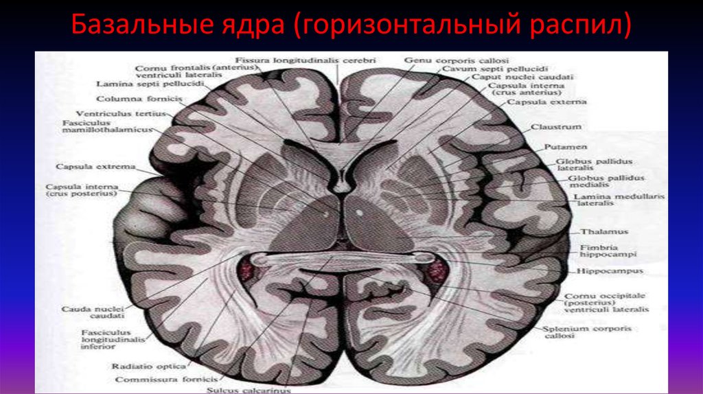 Подкорковые ядра полушарий. Базальные ядра головного мозга анатомия. Подкорковые ядра головного мозга анатомия. Базальные подкорковые ядра головного мозга. Горизонтальный срез головного мозга базальные ядра.