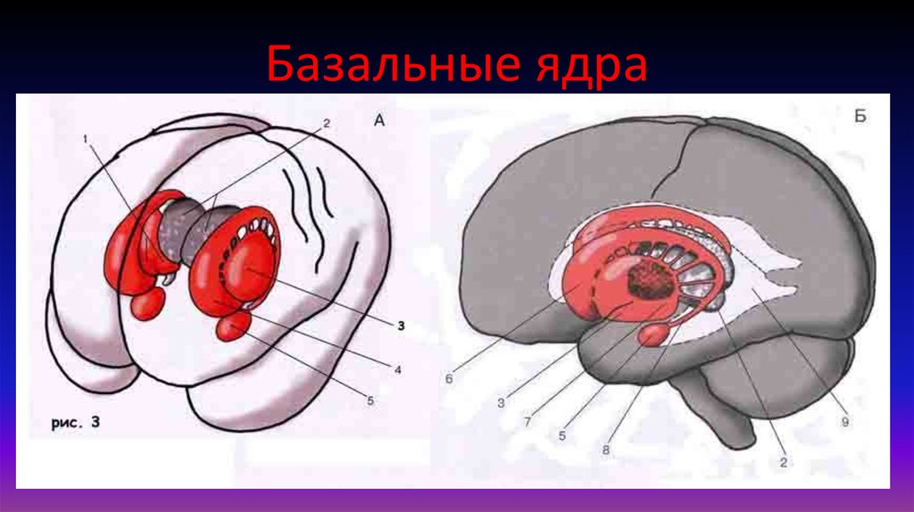 Рисунок базальные ядра