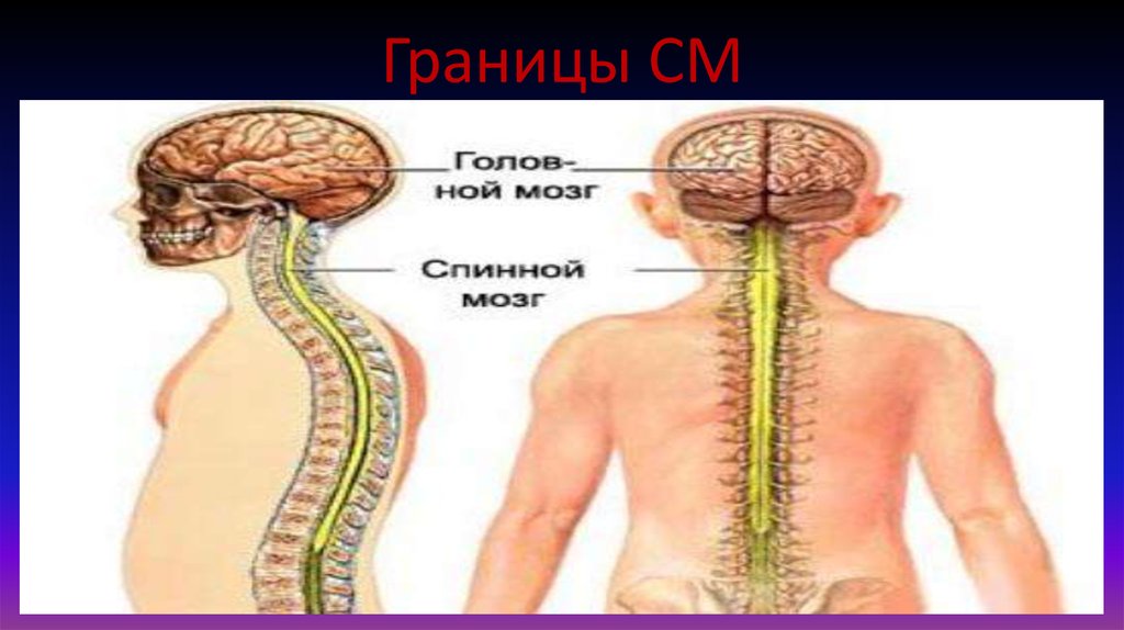 Лестничная нервная система