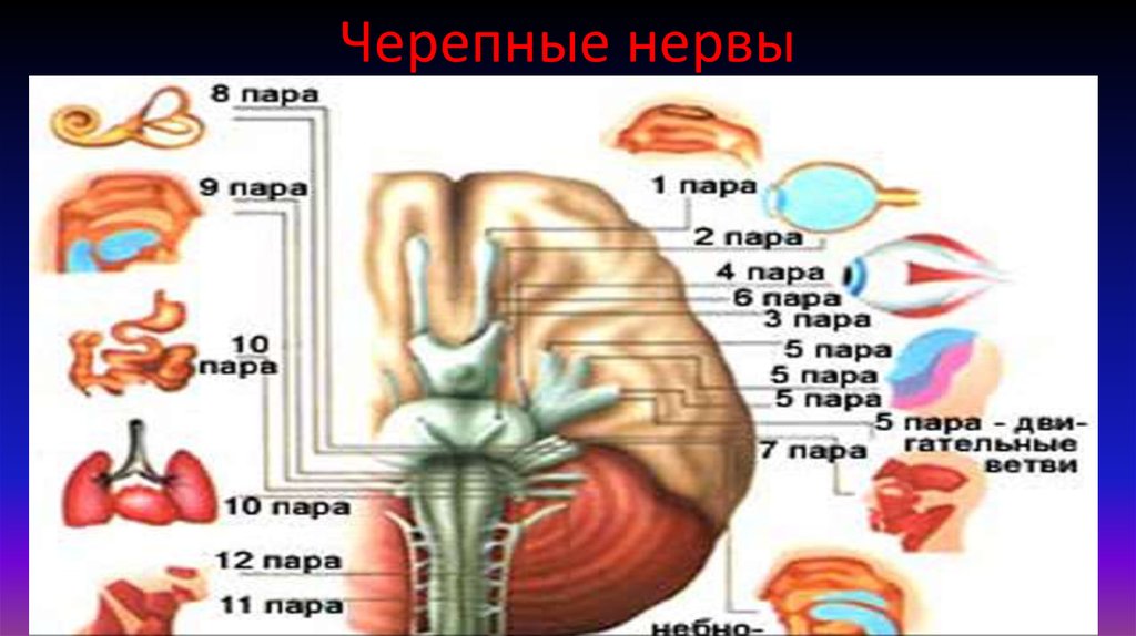 Черепные нервы