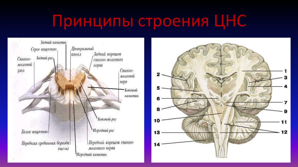 Серое вещество рисунок. Строение серого и белого вещества. Передние рога ЦНС. Образования серого вещества. Задние корешки и задние канатики.