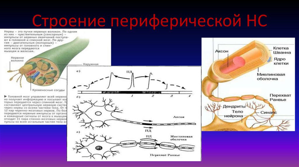 Нервные импульсы передаются в мозг по. Строение периферического нерва. Строение периферического нерва и его оболочек. Периферический их структурами. Нервные импульсы в головной мозг передаются.