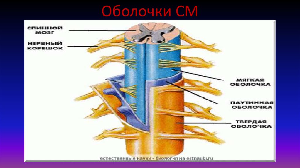 Оболочки СМ