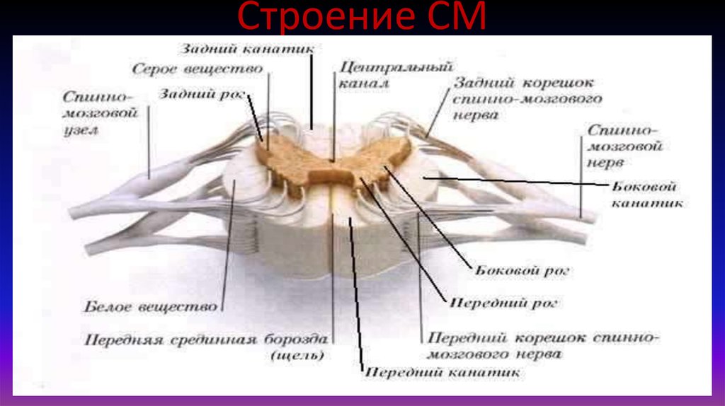 Строение СМ