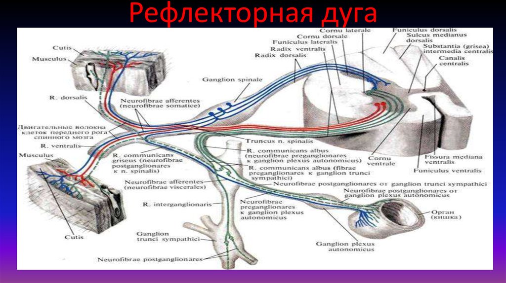 Рефлекторная дуга