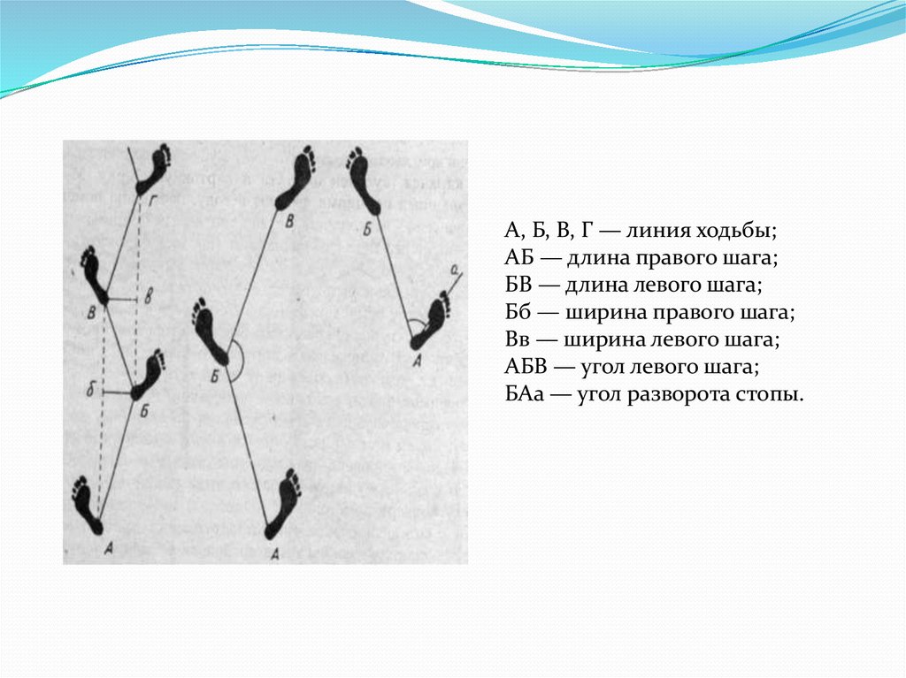 Ширина шага. Элементы дорожки следов. Наименование элементов дорожки следов. Схема дорожки следов. Элементы дорожки следов ног.