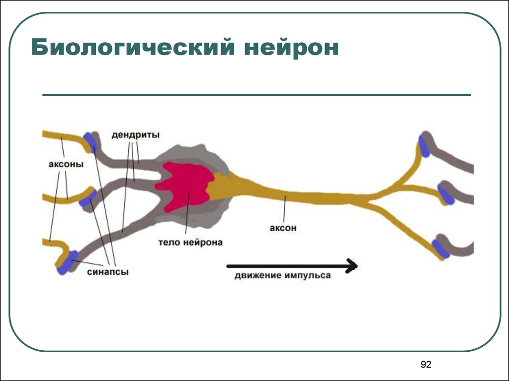 1 и 2 нейрон. Биологический Нейрон. Схема биологического нейрона. Структура биологического нейрона. Биологическая модель нейрона.