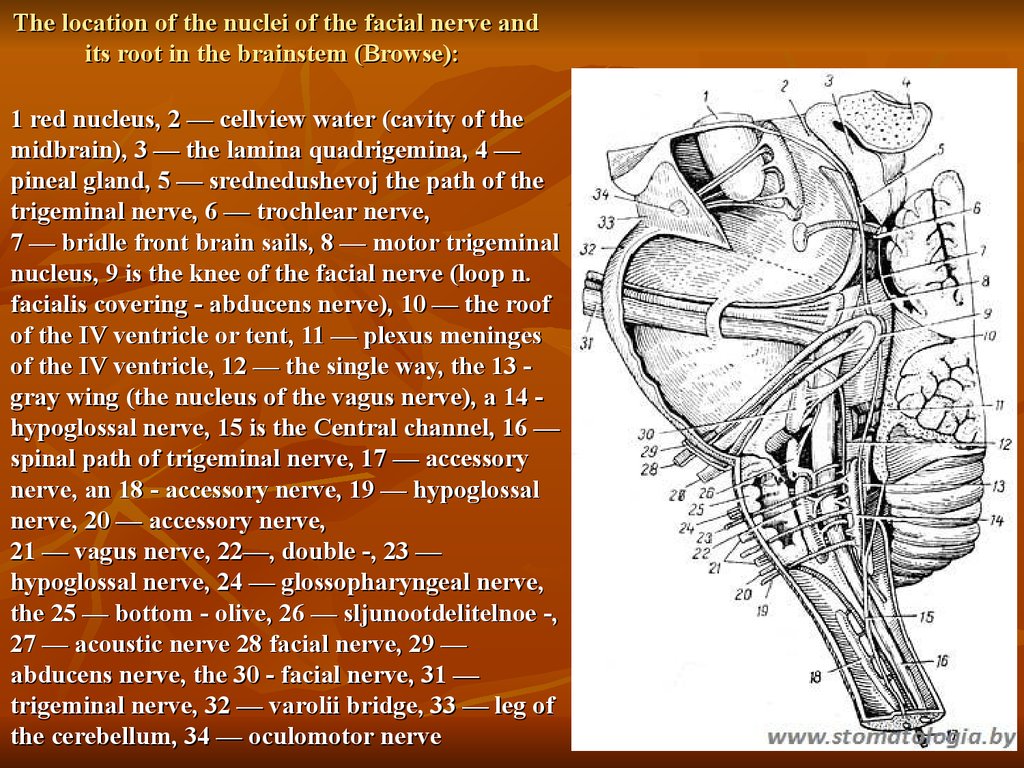 Расположение ядра. Варолиев мост лицевой нерв. Тройничный нерв варолиев мост. Ядро тройничного нерва в стволе мозга. Лицевой нерв ствол мозга.