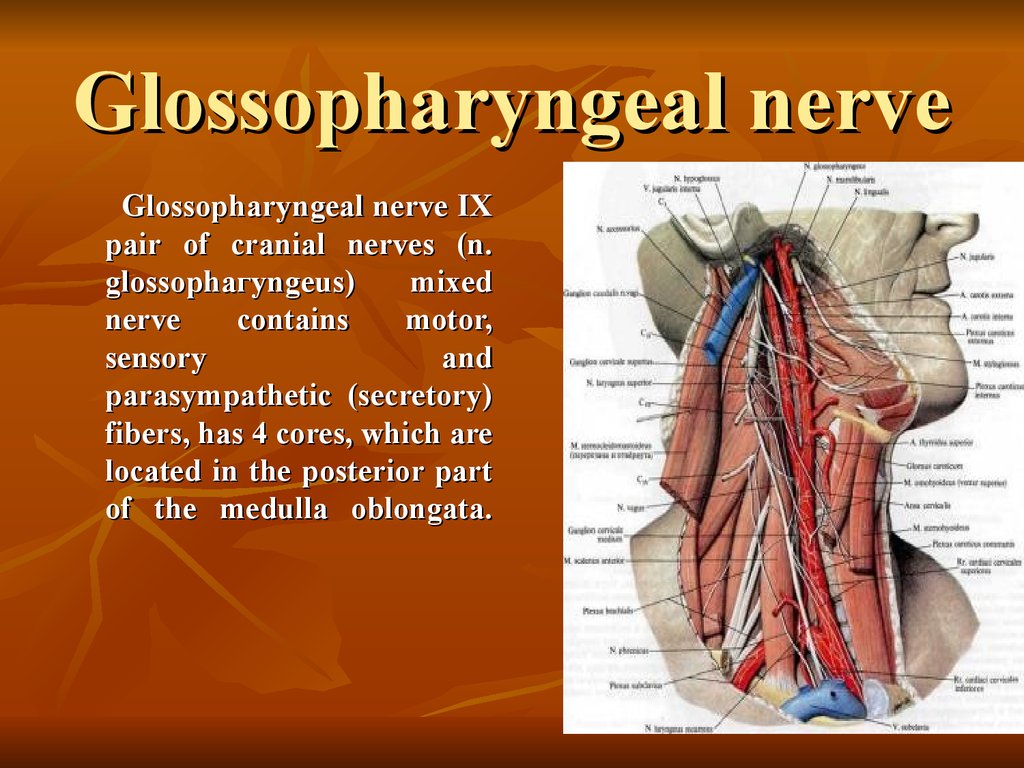 9 черепной нерв. 9 Пара ЧМН языкоглоточный нерв. N glossopharyngeus иннервирует. Языкоглоточный нерв 4 ядра. 9 Пара черепных нервов анатомия.