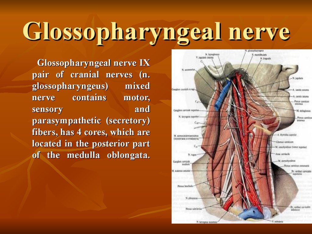 Языкоглоточный блуждающий нерв. 9 Пара ЧМН языкоглоточный нерв. N glossopharyngeus иннервирует. Языкоглоточный нерв 4 ядра. 9 Пара черепных нервов анатомия.