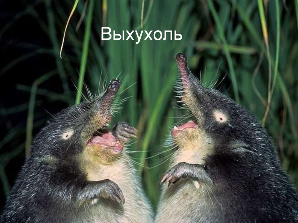 Выхухоль