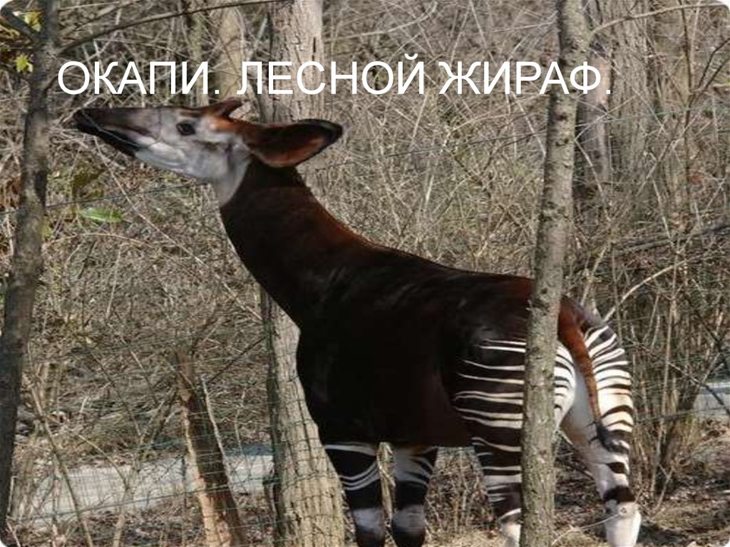 ОКАПИ. ЛЕСНОЙ ЖИРАФ.