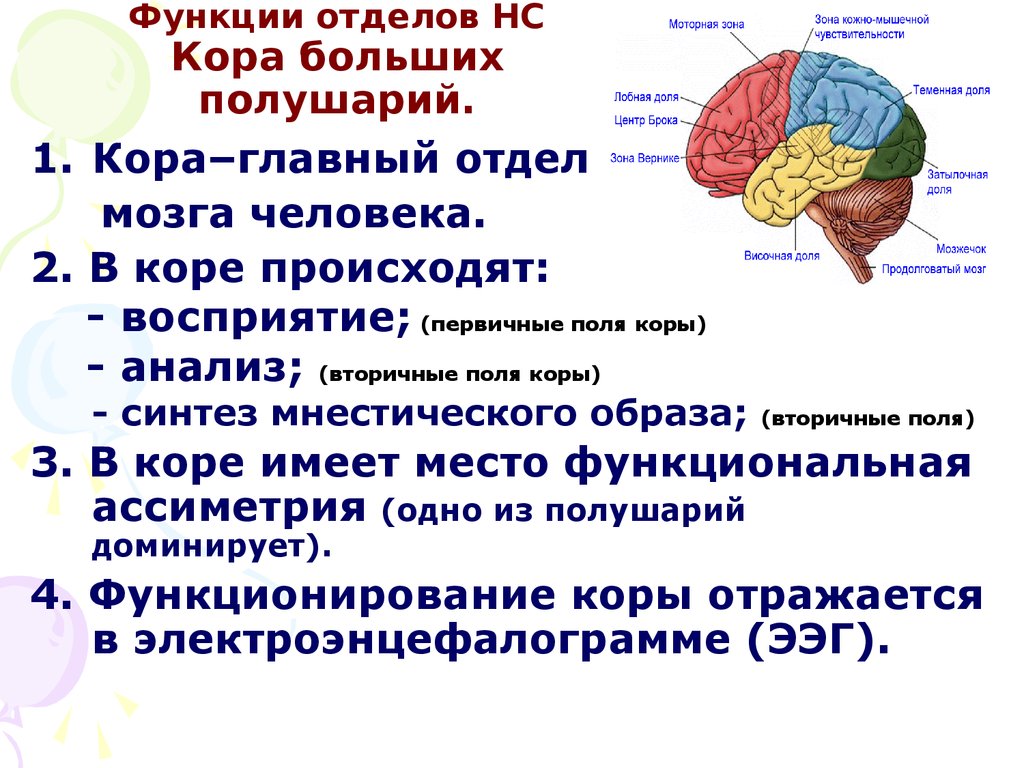 Доли переднего мозга функции. Функции отделов коры головного мозга. Функции отделов больших полушарий головного мозга. Функции долей коры больших полушарий переднего мозга.