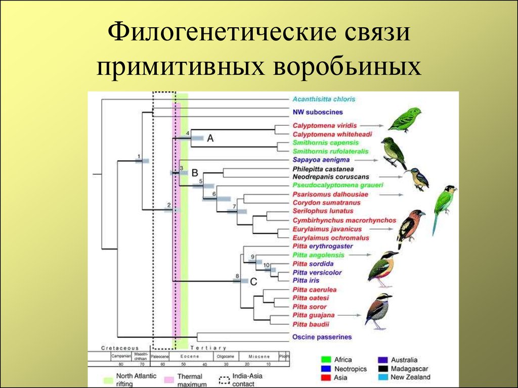 Общая схема филогенетического цикла