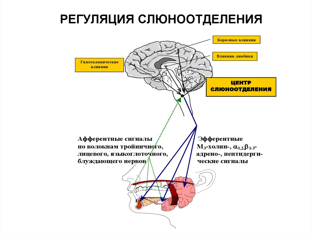 Рефлексы продолговатого мозга схема