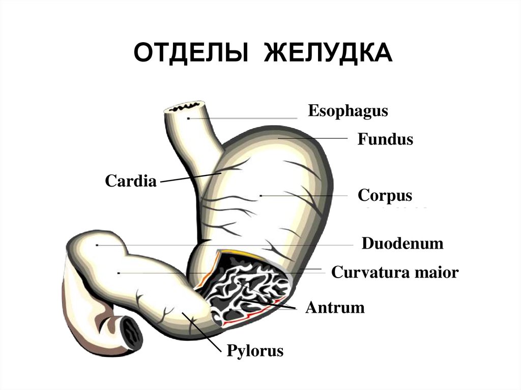 Отделы желудка человека схема