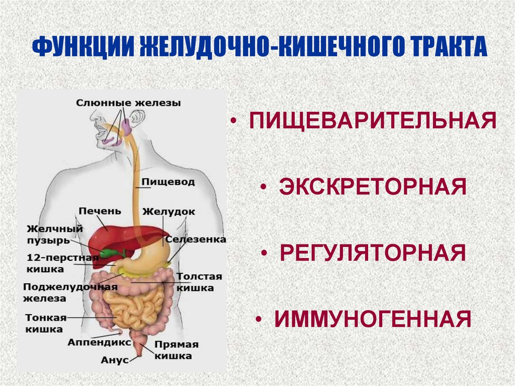Перечислите органы пищеварительного канала и железы. Система и функции желудочно кишечного тракта. Анатомическое строение пищеварительной системы человека. Пищеварительные функции системы пищеварения. Строение желудочно-кишечного тракта.