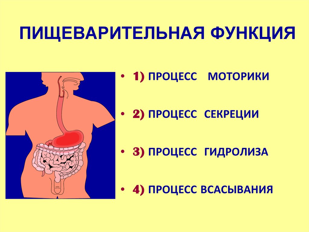 Жкт презентация физиология