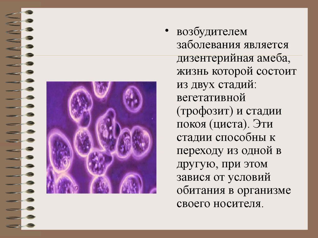 Амебиаз тесты