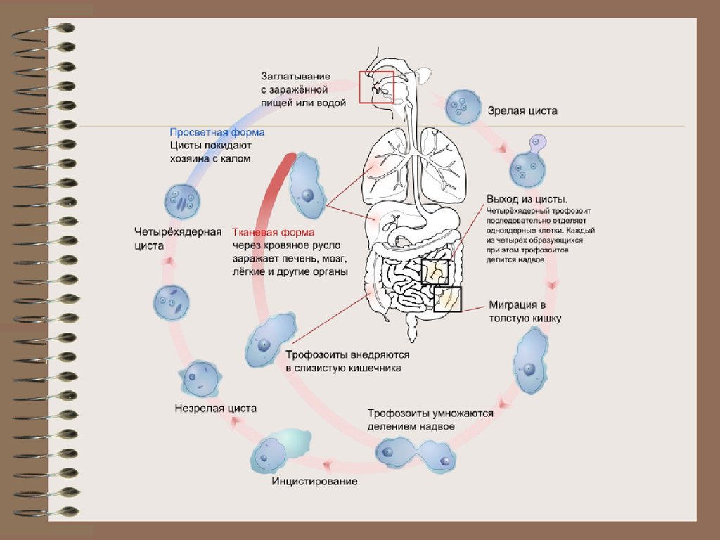 Схема развития амебиаза