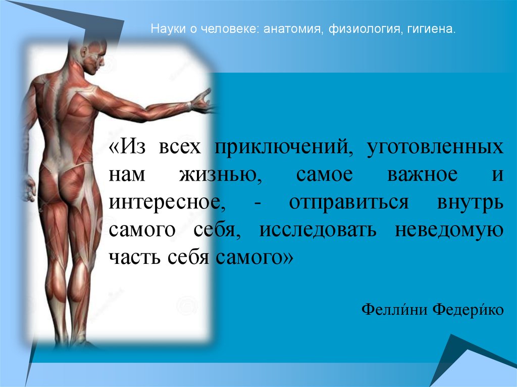 Презентация введение в анатомию и физиологию человека