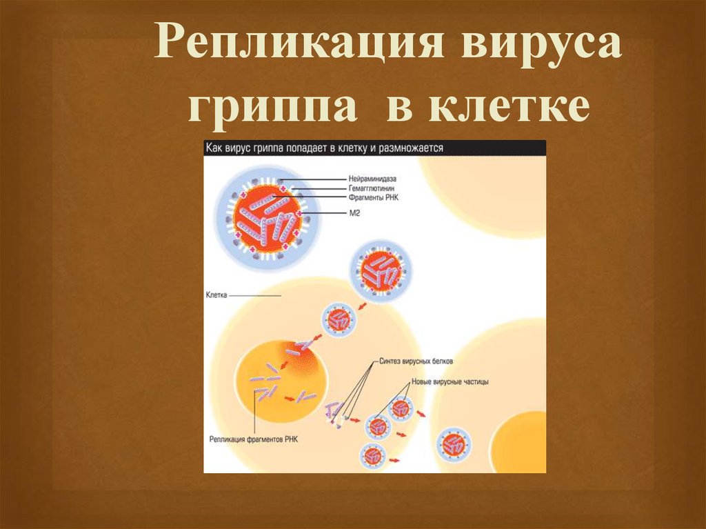 Как вирус проникает в клетку