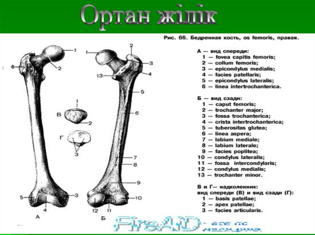 Какой буквой на рисунке обозначена кость. Строение бедренной кости на латинском и русском. Анатомия бедренной кости на латыни. Бедренная кость на латинском и на русском. Бедренная кость Синельников.